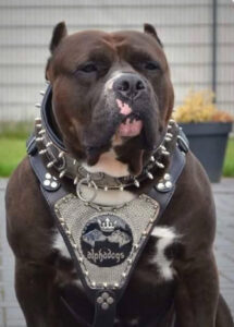 American Bully with a Vest