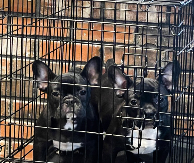 French Bulldogs in a Cage