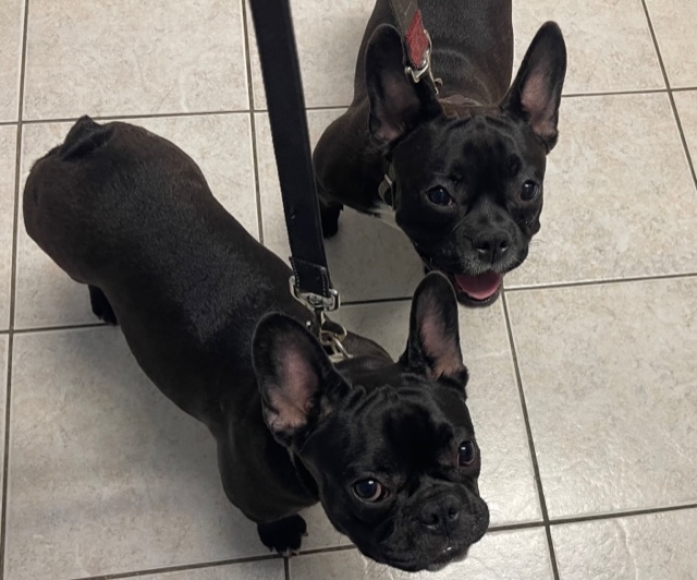 Crate Training Your New Puppy: A Comprehensive  Guide for French Bulldogs & American Bullies