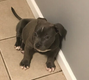 Xena Bluenose Puppy 3