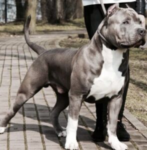 The Importance of Responsible Breeding and Understanding Bully Breeds
