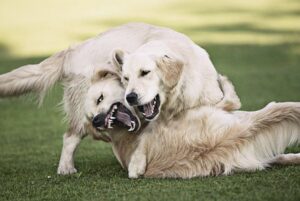Two Dogs Engaged in a Fierce Battle