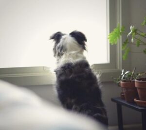 Dog Looking at the Window