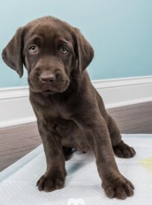 A Chocolate Lab Puppy Sitting on a Mat