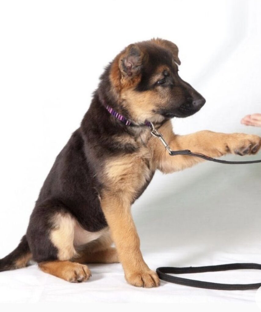 Common Puppy and Dog Training Mistakes: A  Comprehensive Guide to Correct Training