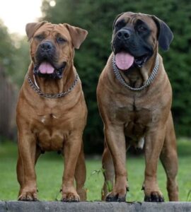 Two dogs with their tongues out