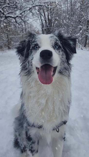 A dog with its tongue out enjoying the snow