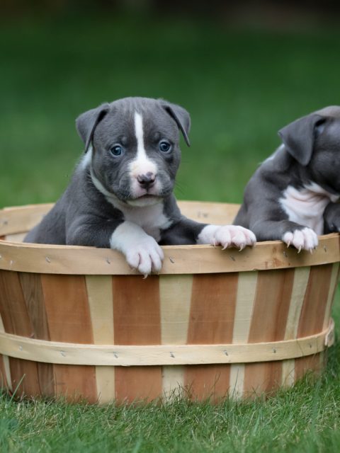 puppies 9